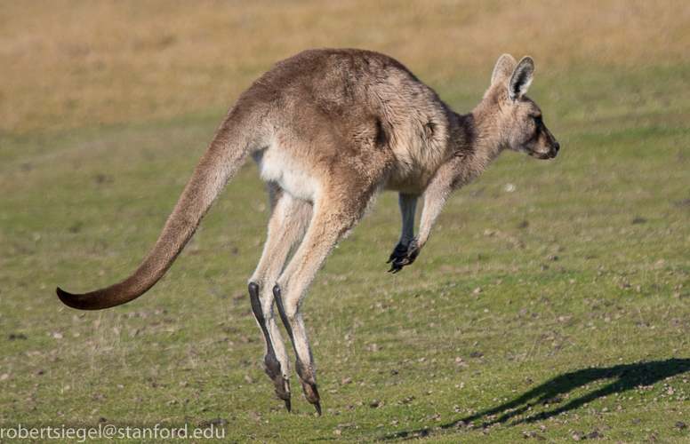 kangaroo leaping